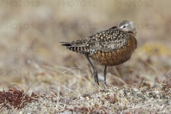 Hudsonian Godwit (Limosa haemastica) on the tundra near Churchill, Manitoba, Canada