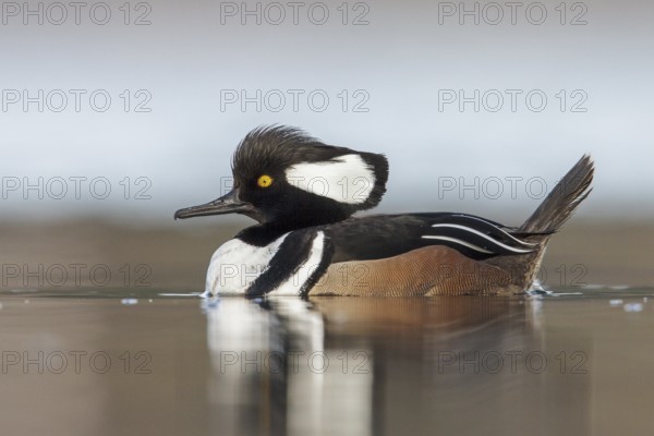 Hooded Merganser (Lophodytes cucullatus) in the ocean near Victoria, British Columbia, Canada