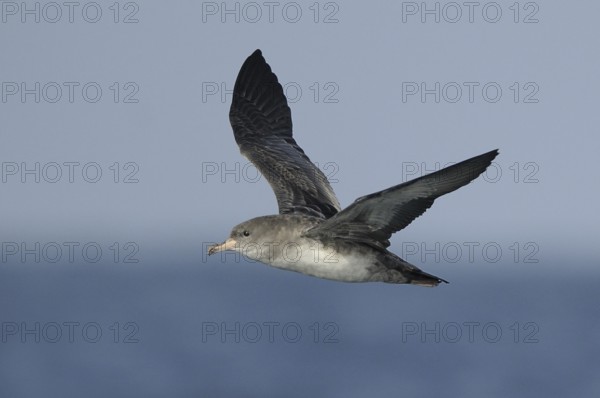 Pink-footed Shearwater (Ardenna creatopus), Washington, USA