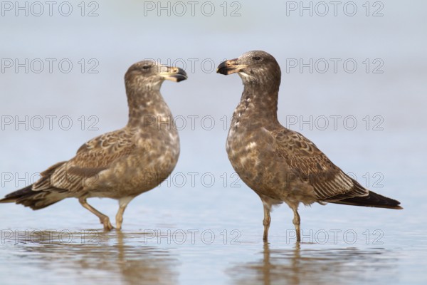 Pacific Gull (Larus pacificus), Victoria, Australia