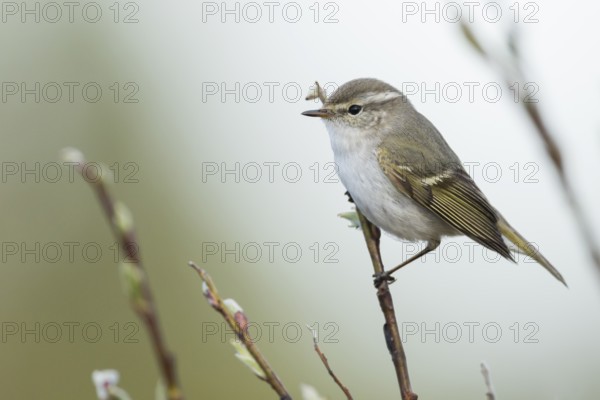 Yellow-browed Warbler - Gelbbrauen-Laubsänger - Phylloscopus inornatus, Russia (Ural)
