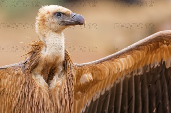 Gänsegeier, Eurasian Griffon Vulture, Griffon Vulture, Eurasian Griffon, Gyps fulvus, Vautour fauve, Buitre Leonado