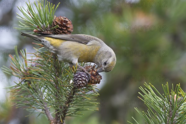 Common Crossbill - Fichtenkreuzschnabel - Loxia curvirostra ssp. curvirostra, Germany, adult female, Type C Glip Crossbill'