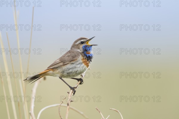 Bluethroat - Blaukehlchen - Cyanecula svecica ssp. pallidogularis, Kazakhstan, adult male