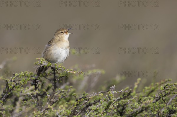 Common Grasshopper Warbler - Feldschwirl - Locustella naevia ssp. straminea, Kyrgyzstan