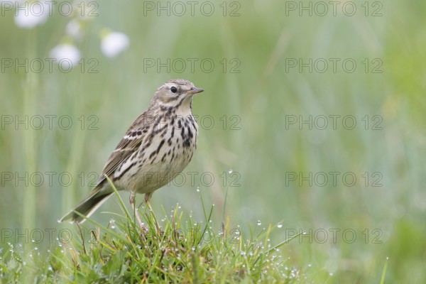 Meadow Pipit - Wiesenpieper - Anthus pratensis ssp. pratensis, Poland