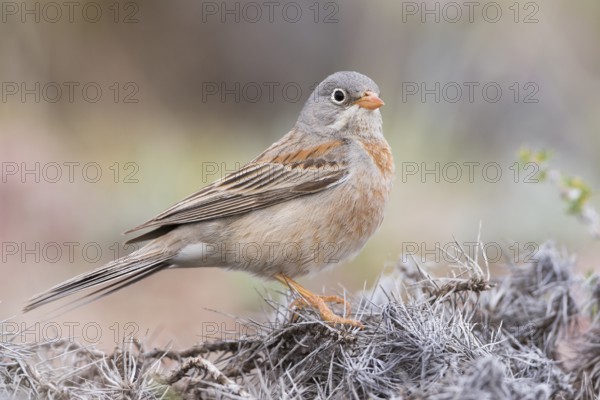 Grey-necked Bunting - Steinortolan - Emberiza buchanani, Kyrgyzstan, adult male