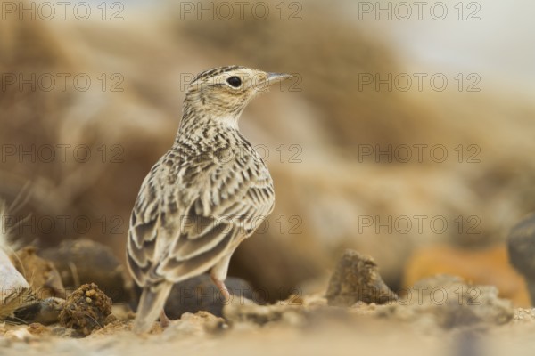 Oriental Skylark - Kleine Feldlerche - Alauda gulgula, Sultanate of Oman