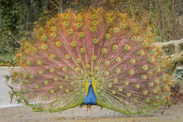 Indian Peafowl (Pavo cristatus), male at courtship display, Castilla Leon, Spain