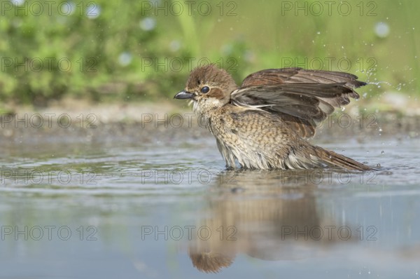 Red-backed Shrike (Lanius collurio) female bathing, Aosta Valley, Italy