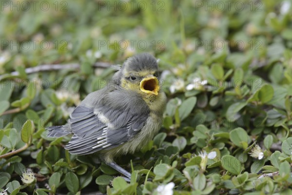 Eurasian Blue Tit (Cyanistes caeruleus) juvenile, Lower Saxony, Germany
