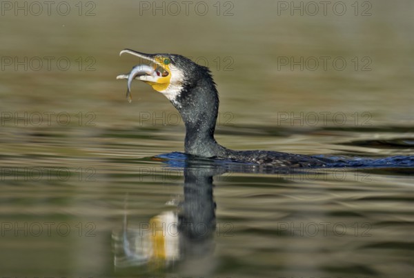 Great Cormorant (Phalacrocorax carbo) feeding on Eurasian perch (Perca fluviatilis), Piedmont, Italy