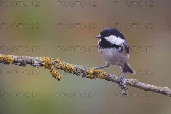 Coal Tit (Periparus ater) perched on a branch, Netherlands