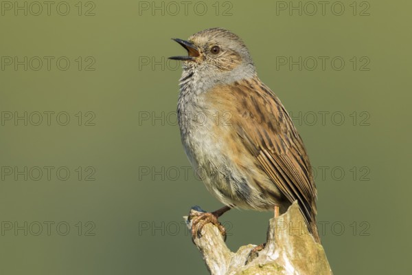 Dunnock (Prunella modularis) singing from a branch, Baden-Wuerttemberg, Germany