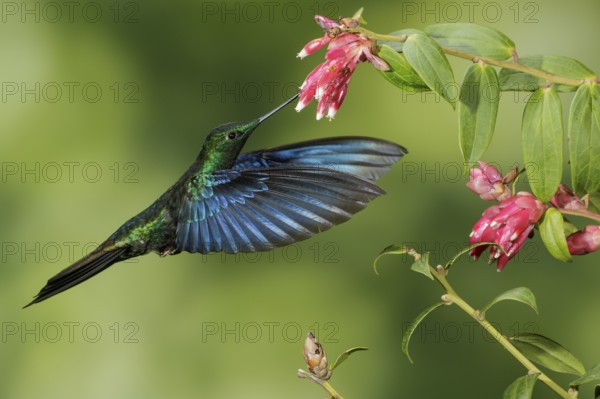 Great Saphirewing (Pterophanes cyanopterus) flying and feeding at a flower in the mountains of Colombia, South America