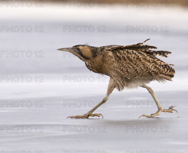 Eurasian Bittern (Botaurus stellaris), Utrecht, Netherlands