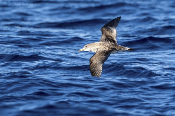 Cory's Shearwater (Calonectris borealis) flying, Ibiza, Spain