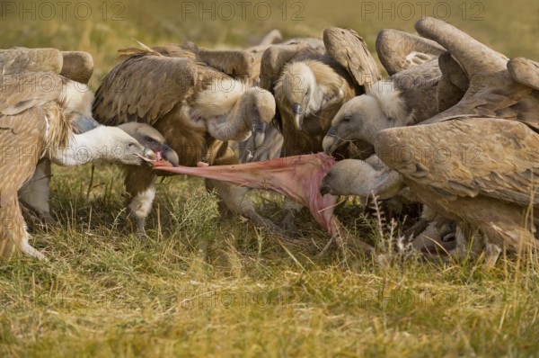 Griffon Vulture (Gyps fulvus) group feeding, Catalonia, Spain