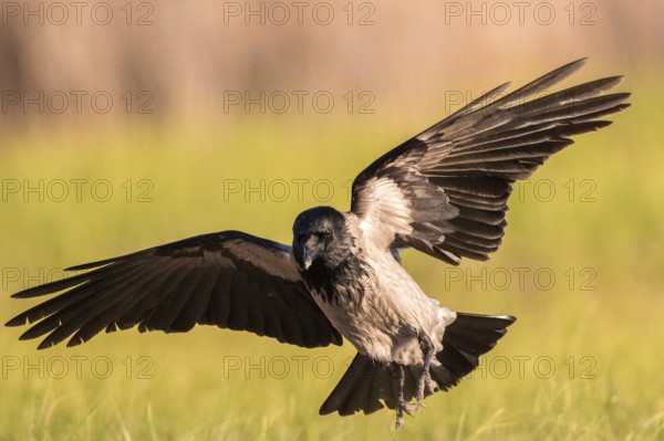 Hooded Crow (Corvus cornix) flying, Romania