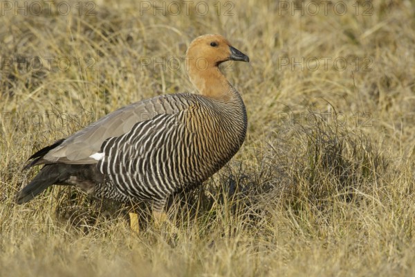 Upland Goose (Chloephaga picta) perched on the ground in the Falkland Islands