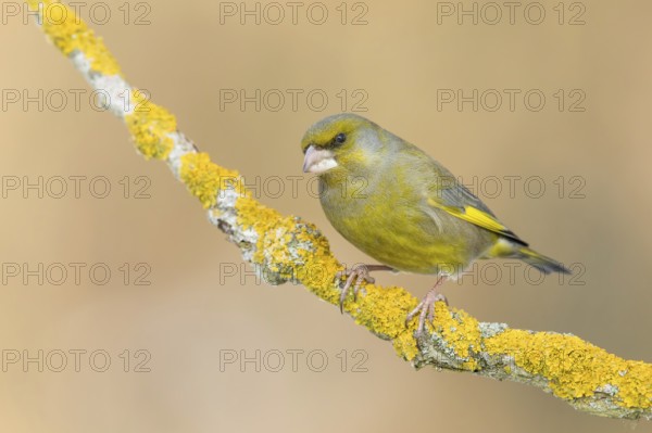 European Greenfinch (Chloris chloris) male perched on a lichen branch, Poland