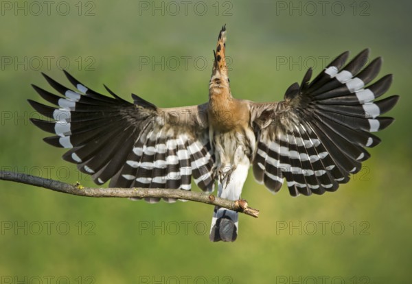 Eurasian Hoopoe (Upupa epops) taking flight, Aosta Valley, Italy
