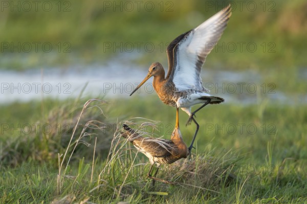 Black-tailed Godwit (Limosa limosa) wrangling, Lower Saxony, Germany