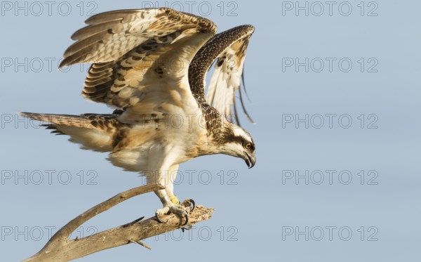 Western Osprey (Pandion haliaetus) young perched on a branch, Mallorca, Spain