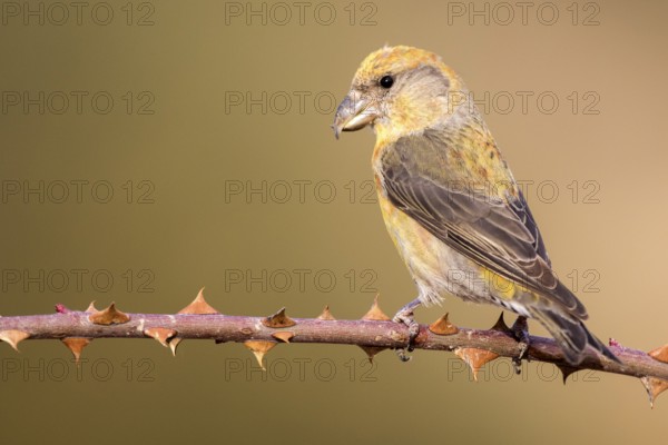 Red Crossbill (Loxia curvirostra) male perched on a branch, Aragon, Spain