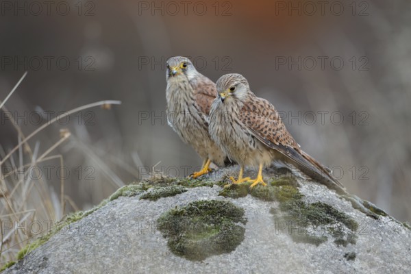 Turmfalke, lat. Falco tinnunculus, zwei Jungvögel nebeneinander versetzt auf einem Felsen stehend
