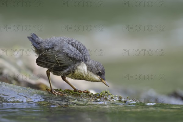 White-throated Dipper (Cinclus cinclus) juvenile foraging, North Rhine-Westphalia, Germany