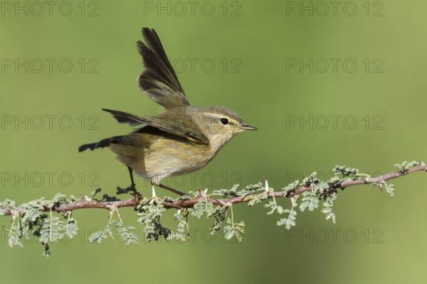Common Chiffchaff (Phylloscopus collybita), Eilat, Israel