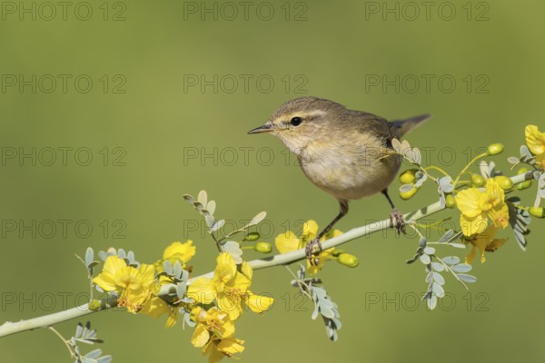 Common Chiffchaff (Phylloscopus collybita), Eilat, Israel