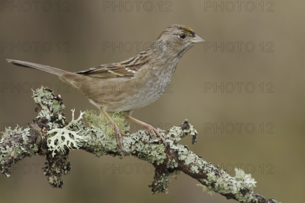 Golden-crowned Sparrow (Zonotrichia atricapilla), British Columbia, Canada