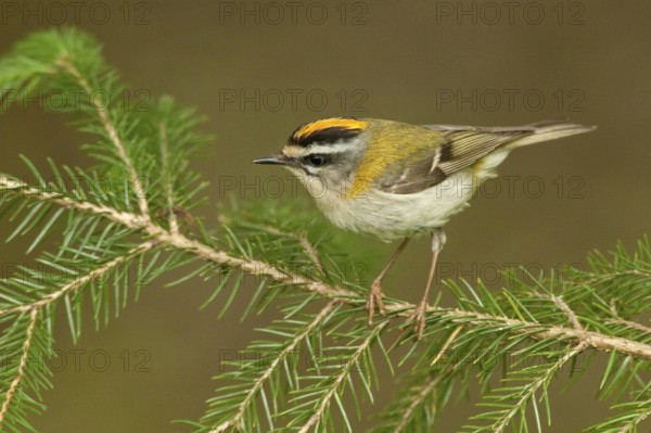 Common Firecrest (Regulus ignicapilla), St. Gallen, Switzerland