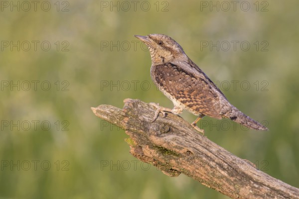 Eurasian Wryneck (Jynx torquilla) perched on an old tree trunk, Poland