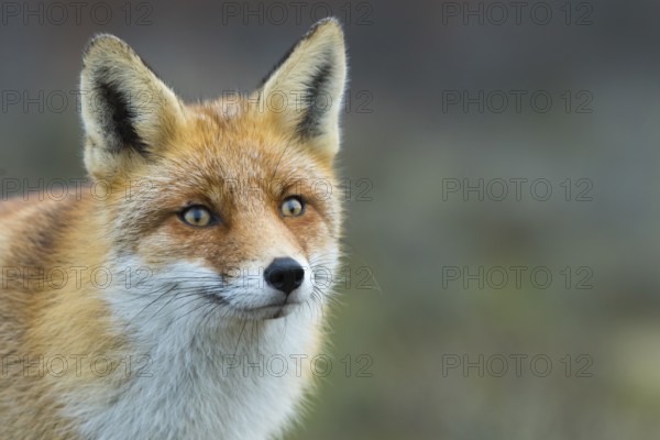 Red Fox (Vulpes vulpes) adult portrait, Netherlands