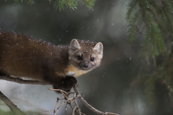 American Marten (Martes americana) climbing in tree, Yellowstone National Park, USA
