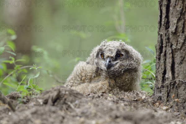 Eurasian Eagle-Owl (Bubo bubo) juvenile, North Rhine-Westphalia, Germany