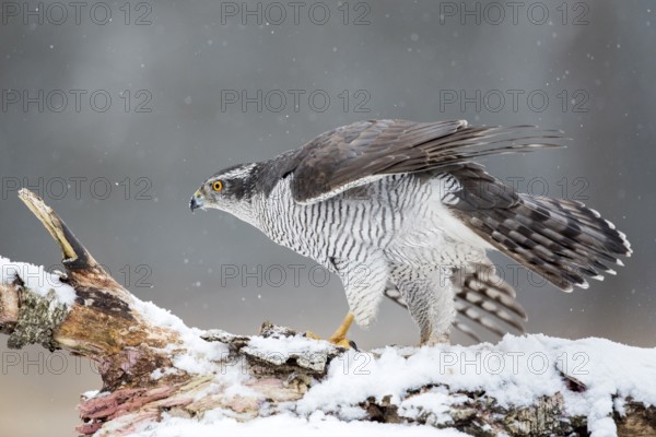 Northern Goshawk (Accipiter gentilis) male perched on a snowy tree trunk, Bialowieca National Park, Poland