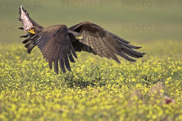 Black Kite (Milvus migrans) flying, Castile-La Mancha, Spain