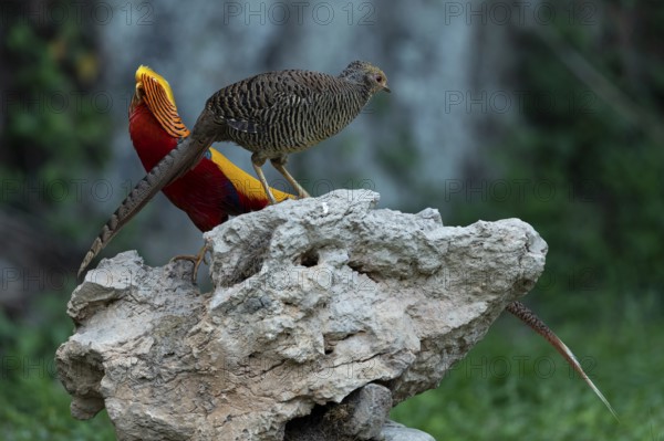Golden Pheasant (Chrysolophus pictus) pair perched on a rock, Shanxi, China