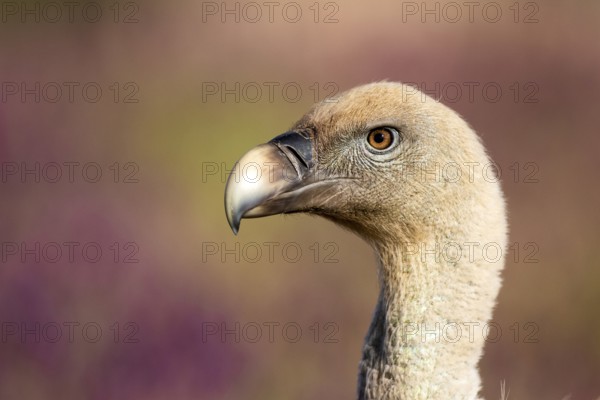 Griffon Vulture (Gyps fulvus), Madrid, Spain
