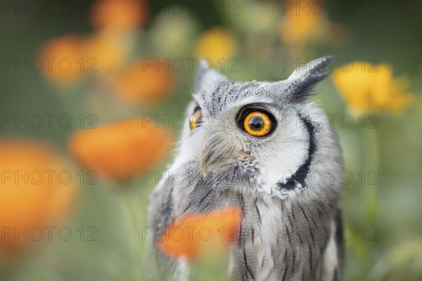 Southern White-faced Owl (Ptilopsis granti) captive, among flowers, Germany