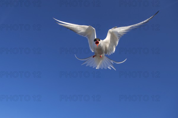 Arctic Tern (Sterna paradisaea) flying, Schleswig-Holstein, Germany