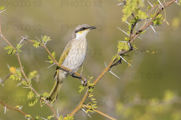Singing Honeyeater (Gavicalis virescens) perched on a branch, Queensland, Australia