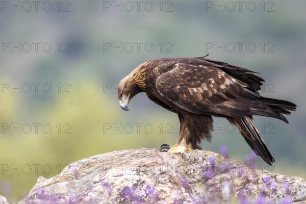 Golden Eagle (Aquila chrysaetos) perched on a rock, Madrid, Spain