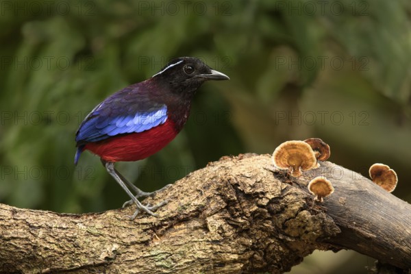 Black-crowned Pitta (Erythropitta ussheri), Sabah, Malaysia