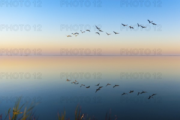 Common Crane (Grus grus) flying, Mecklenburg-Western Pomerania, Germany