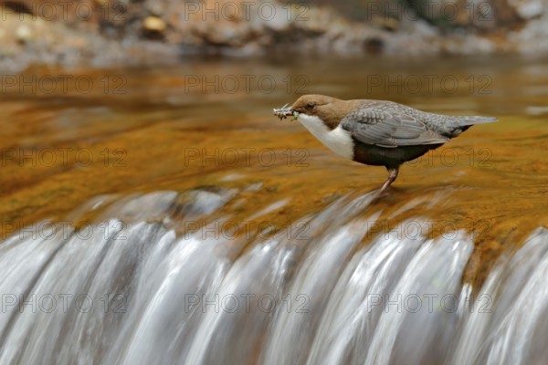 White-throated Dipper, Cinclus cinclus, brown bird with white throat in the river, waterfall in the background, animal behavior in the nature habitat, with food in the bill, nesting time, wildlife Germany